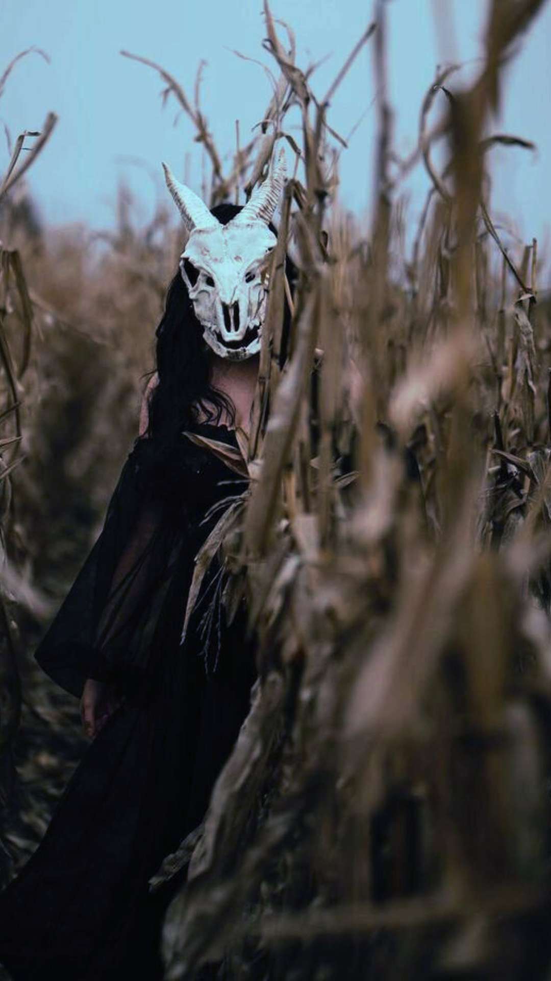 Witch or wiccan woman at samhain in a cornfield with scull mask dark halloween aesthetic