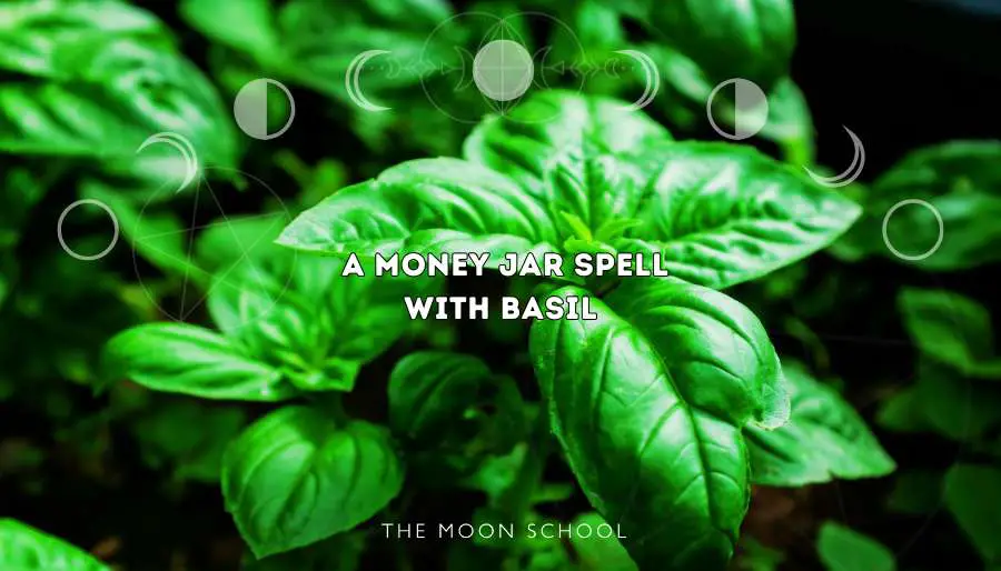 Close up of a healthy basil plant being used in witchcraft magic for money