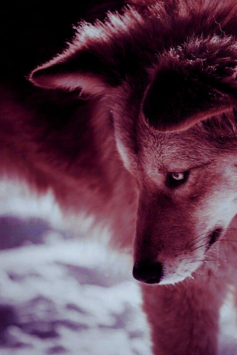 CLose up image of the side of a wold's head, with snow in the background